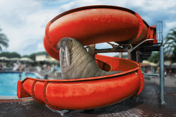 Walrus rides in the water park