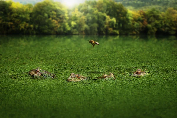 Four frogs lying in a pond