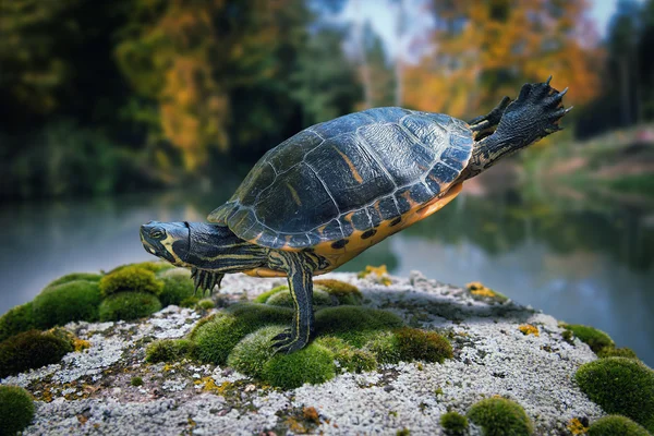 Turtle staying on one leg