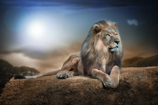 Stately lion on rock