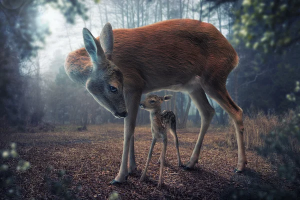 Mother's love, deer and cute fawn,