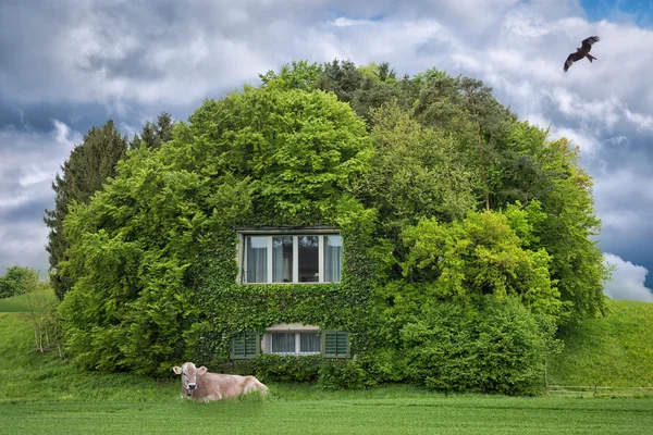 Cow lies near tree house