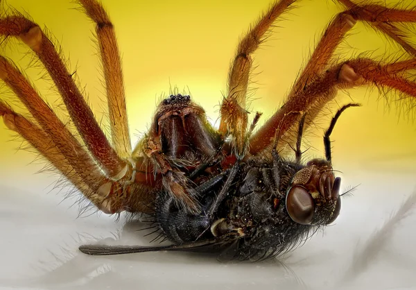 Brown spider catches fly