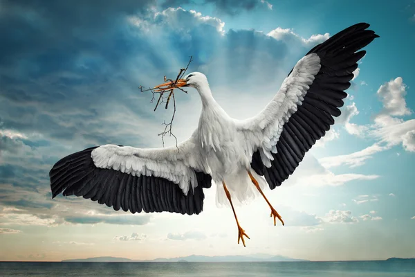 Stork Flying in the Sky