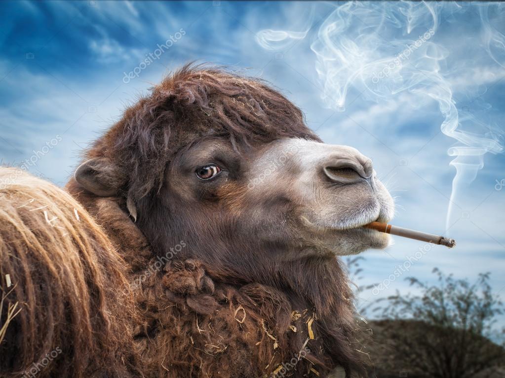 Camel smoking cigarette — Stock Photo © photoholic 84607762