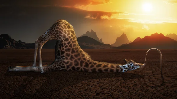 Giraffe drinking water in desert