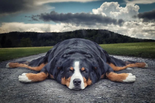 Fat lazy dog