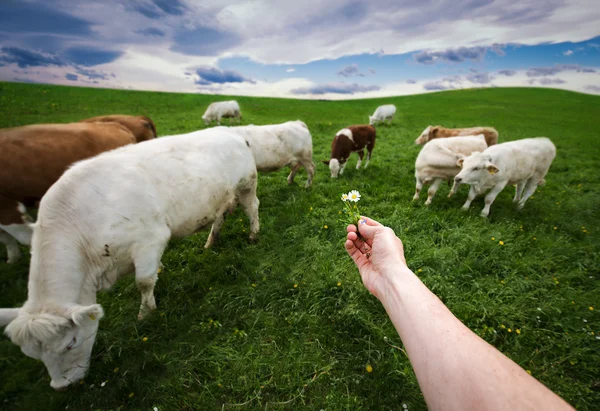 Female hand feeds cows