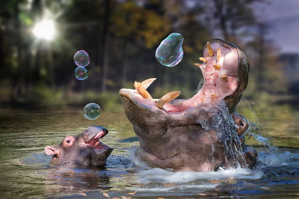 Hippo and its baby plays with soap bubbles