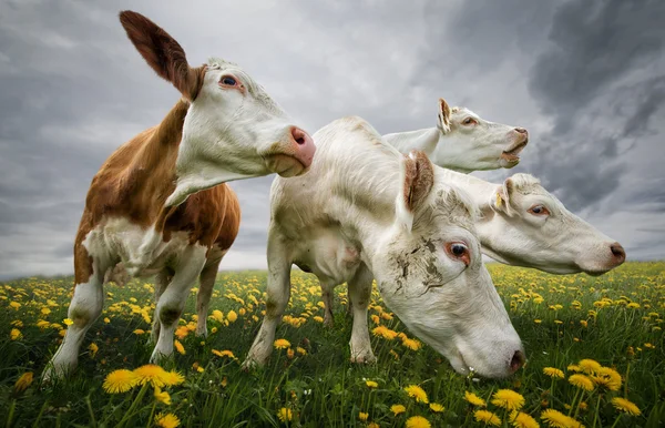 Herd of cows on picturesque meadow