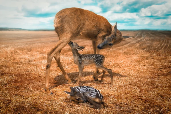 Deer and cute fawn