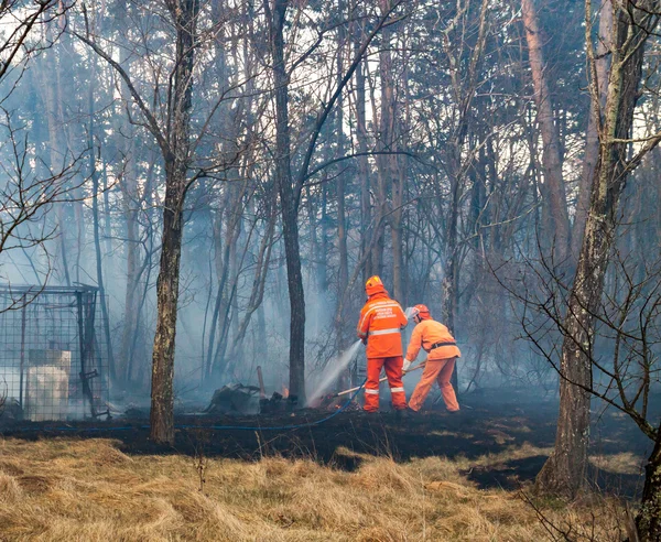 Civil protection of Friuli Venezia Giulia in action for extinguish a fire in the forest