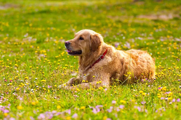 Golden retriever dog in enjoy sun