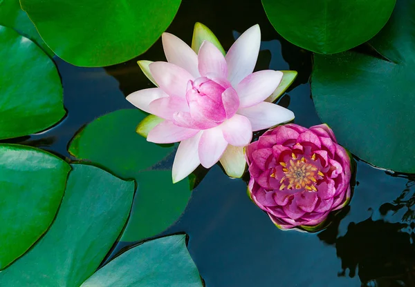 Water lily lotus flower and leaves in pond