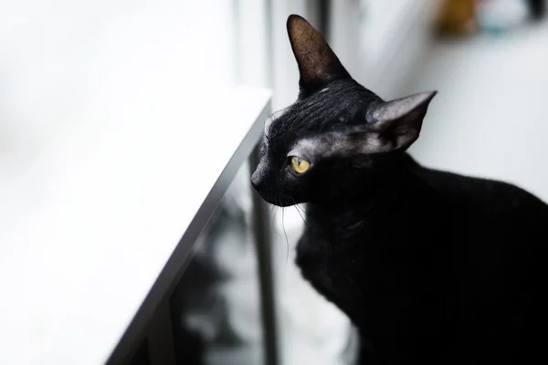 Sphynx Cat Funny Standing on the windowsill