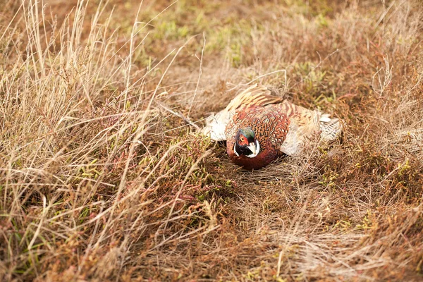 Hunting for pheasants. Pheasant in the field. Autumn hunting for birds.