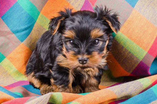 Cute yorkshire terrier puppy sitting, 2 months old, on colorful checkered towel