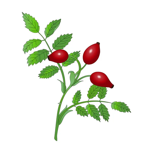 Rosehip Stock Vectors, Royalty Free Rosehip Illustrations Depositphotos®