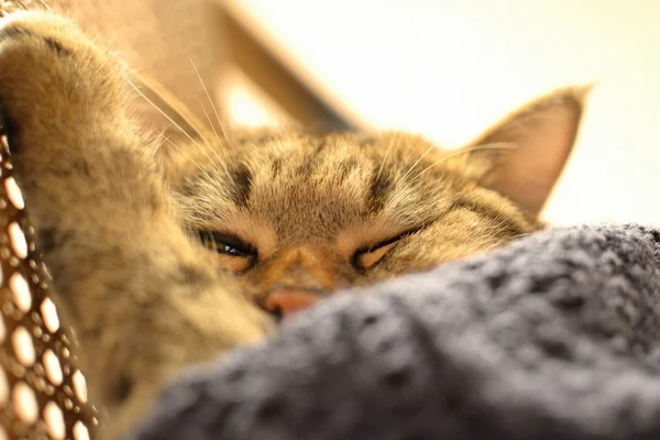 Sleeping cat under a warm blanket knitted