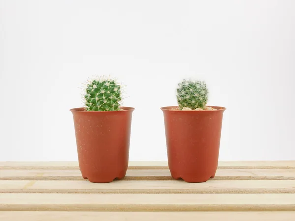 The little green cactus in small plant pot on wooden tray