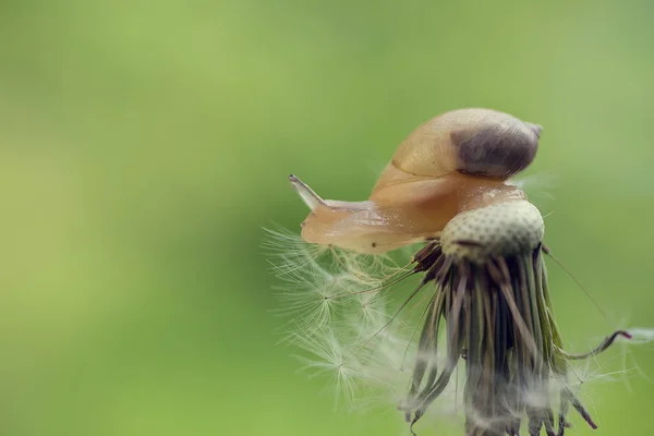 Snail sitting on a flower