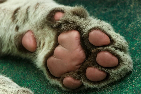 Close-up of tiger paw