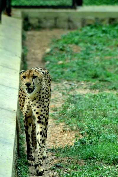 Angry cheetah on green grass