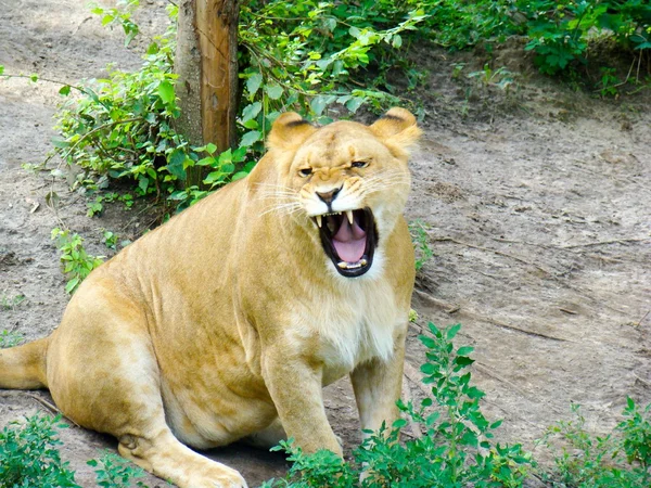 Angry pregnant lioness