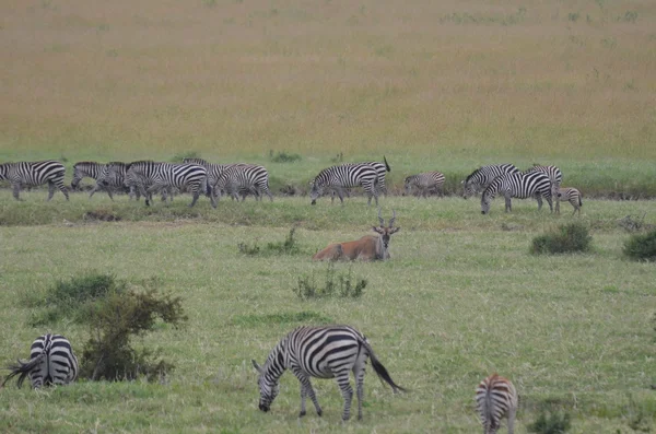 Herd of zebras