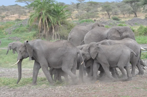 Herd of elephants in tarangire national park