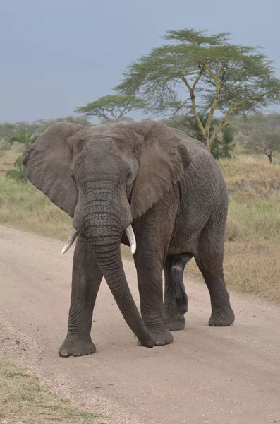 Male elephant in tarangire nationall park  tanzania