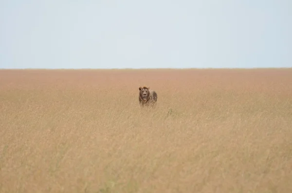 A lion walking slowly in search of shade in Serengeti national park in tanzania