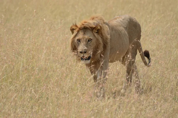 A lion walking slowly in search of shade in Serengeti national park in tanzania