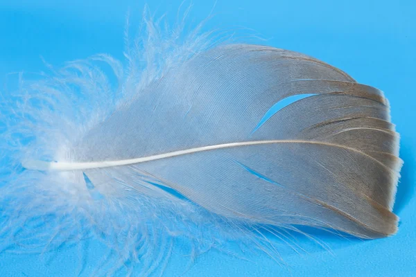 Single feather on blue