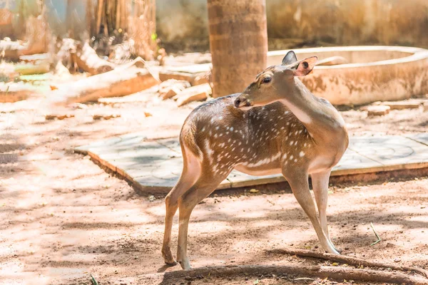 Cute spotter fallow deer try to scratching its skin.