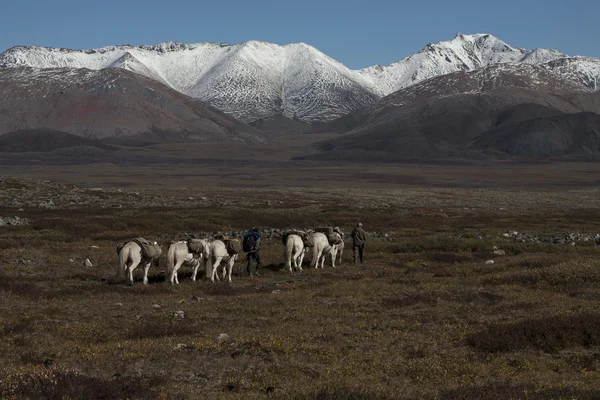 Horse caravan leaving for the mountains.