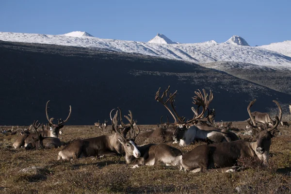 Deer lying on the background of mountains.