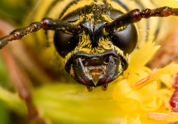 Close Up Portrait of Black and Yellow Locust Borer