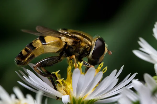 Hoverfly on White Aster Extracts Pollen