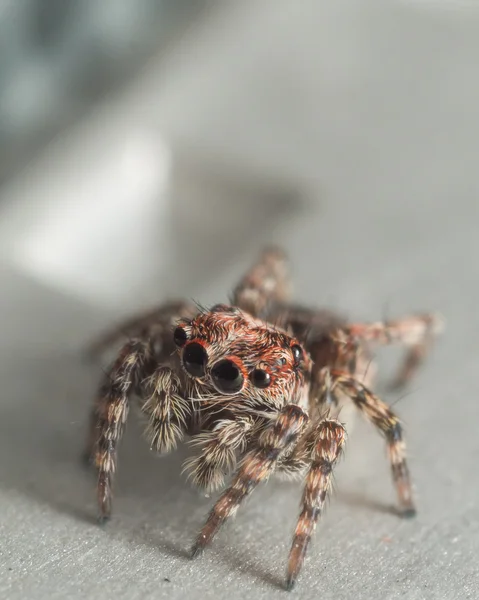 Cute adolescent jumping spider with big eyes