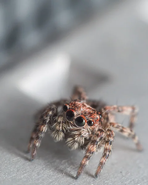 Small jumping spider with red around eyes looks up
