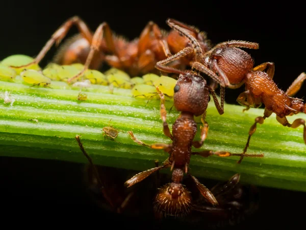 Red Ants Huddle while Herding Aphids