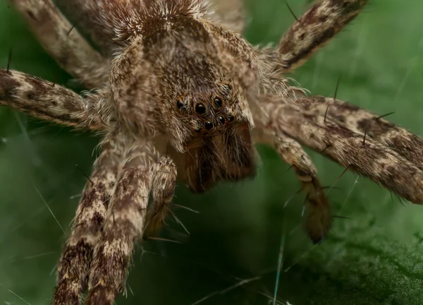 Close up of wolf spider face with green background