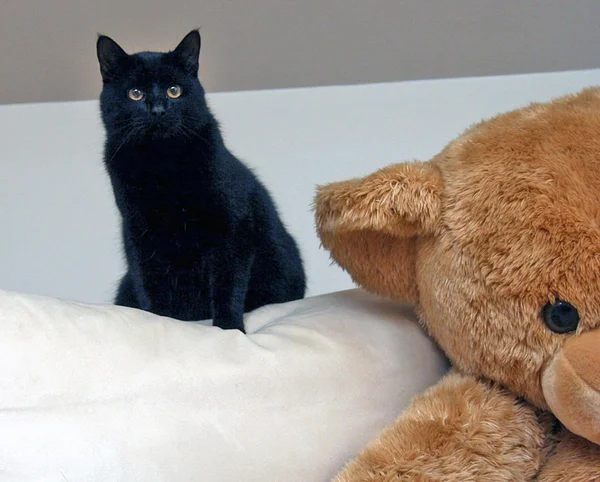 Black cat and teddy bear