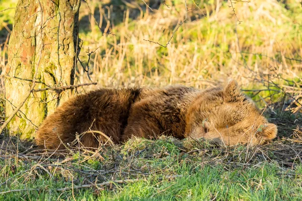 Sleeping Brown Bear (Ursus Arctos)