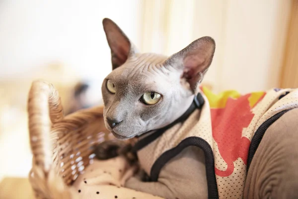 Sphynx hairless cat in basket background pet design