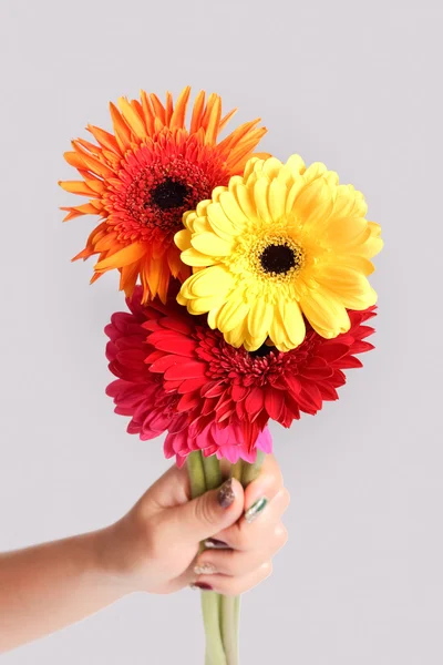 Gerbera flower in hand on isolated white background
