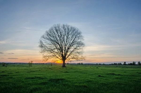 Lonely tree on green grass