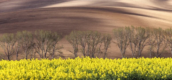 Sunny hills with trees and rapeseed flowers