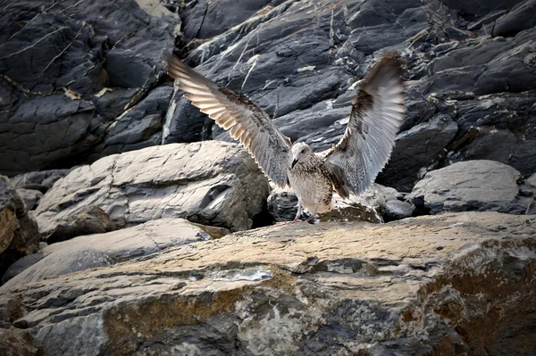 Young seagull has landed on rocks